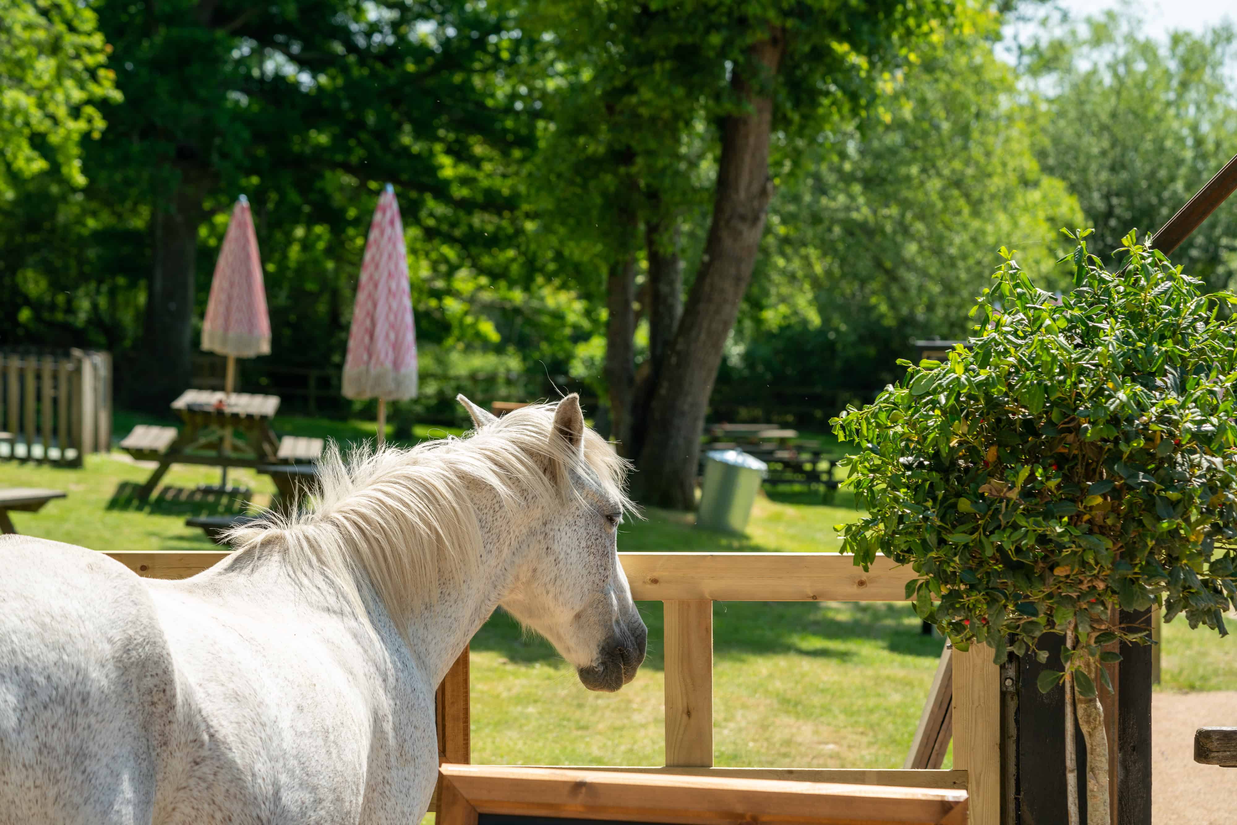 Pubs with Gardens