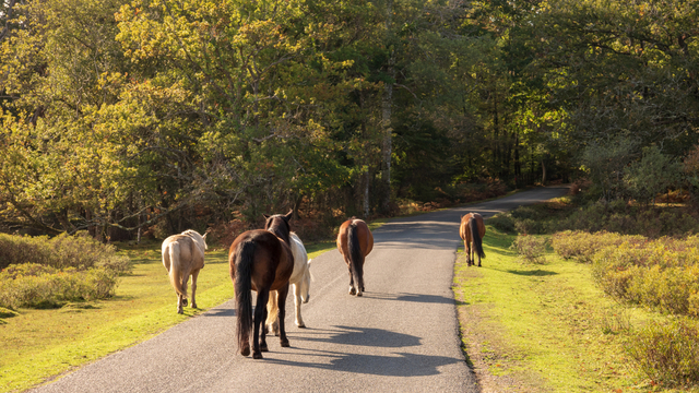 The New Forest National Park: A Visitor's Guide | Explore Hampshire | The  Avon Causeway