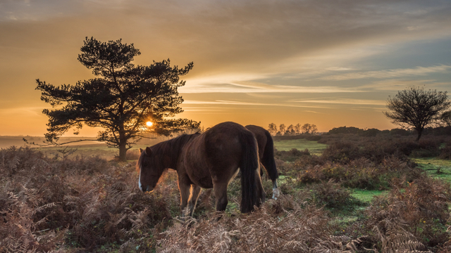 New Forest National Park: A Visitor's Guide | Explore Hampshire | The High  Corner Inn