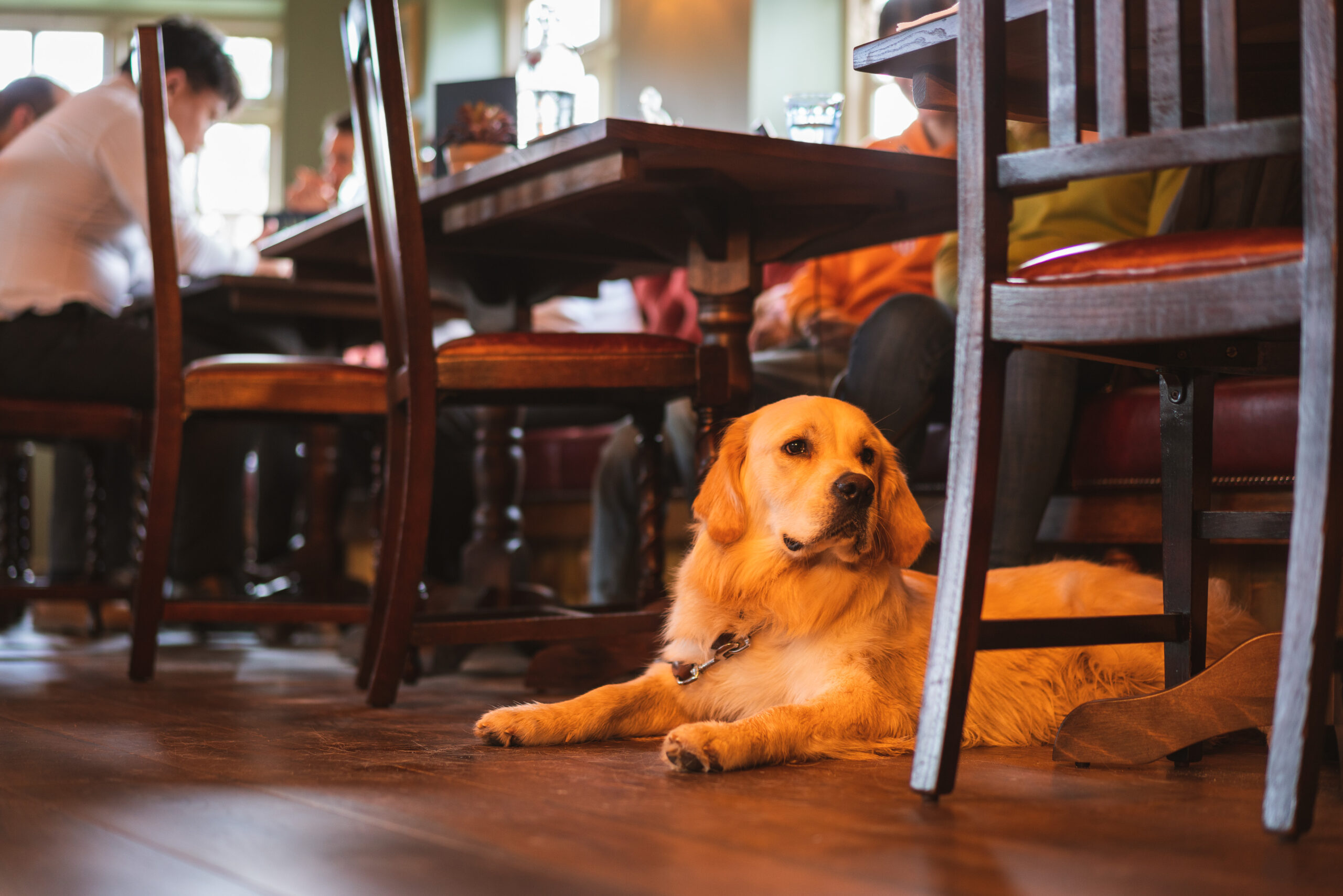 Hair of the Dog: Walk & Brunch